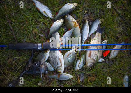 Piccolo pesce con filatura su erba verde. Messa a fuoco selettiva. Foto Stock