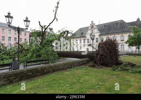 Lippstadt, Germania. 20th maggio 2022. Un albero sradicato si trova di fronte al municipio di Lippstadt. Un presunto tornado ha causato danni enormi a Lippstadt il venerdì pomeriggio. Credit: Friso Gentsch/dpa/Alamy Live News Foto Stock