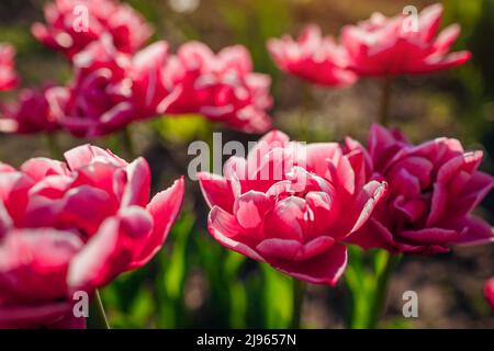 Primo piano di tulipani rosa di peonia con bordo bianco che cresce nel giardino di primavera. Varietà Columbus. Fiori in fiore all'aperto Foto Stock