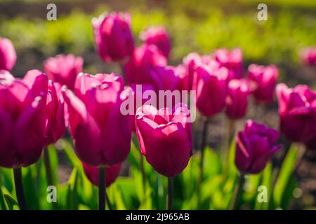 Tulipani rosa con bandiera viola che crescono nel giardino di primavera. Fiori in fiore all'aperto al tramonto Foto Stock