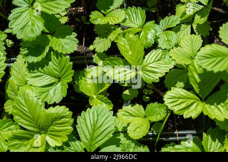 Foglie di fragola verde in pentole per trapiantare in terreno di giardino. Piantina di fragole in vaso di plastica nero. Texture di fogliame verde. Foto Stock