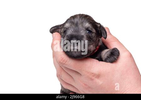 Un piccolo cucciolo neonato in mano al proprietario. Ritratto di un piccolo cucciolo cieco in miniatura schnauzer su sfondo bianco. Cura degli animali domestici. Giornata nazionale dei cuccioli Foto Stock