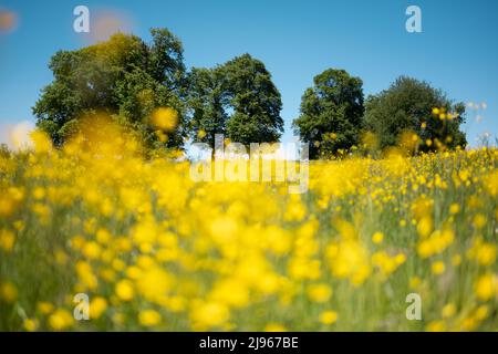 Prato estivo con bellissimi fiori gialli, lussureggianti alberi verdi e cielo blu. Fotografia di paesaggio Foto Stock