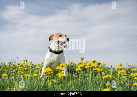 Jack Russel Terrier su prato giallo fiori. Buon cane con sguardo serio Foto Stock