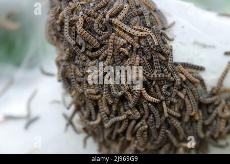 Un primo piano di un'infestazione di Bird Cherry Ermine Moth Caterpillars in un hedgerow in un Castleford Park nel West Yorkshire Foto Stock