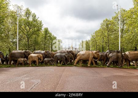 Un gregge di sculture di elefanti a grandezza naturale è stato esposto di fronte a Buckingham Palace per promuovere la coesistenza di esseri umani e animali. Caratterizzato: Atmosfera dove: Londra, Regno Unito quando: 15 Maggio 2021 credito: Phil Lewis/WENN Foto Stock