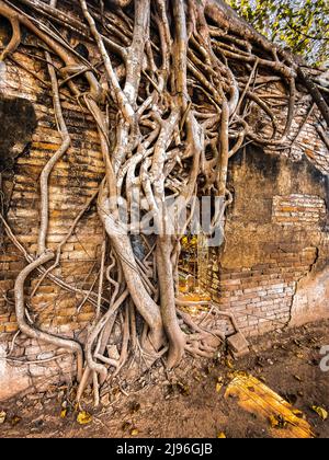 Wat Sai tempio rovina coperto da radici di banyan, a Sing Buri Thailandia Foto Stock
