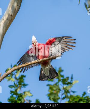 Una galà giovanile rosa, grigia e bianca (Eolophus roseicapillus) che gli sbatte le ali e gli fa rotolare la testa mentre era arroccata in un albero di eucalipto Foto Stock