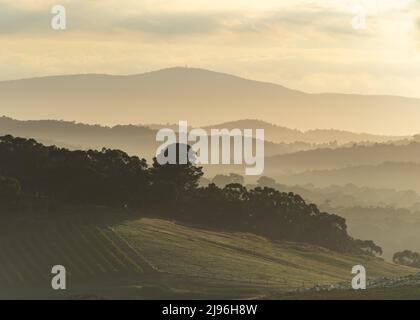 Vista mattutina dei vigneti e delle colline ondulate in strati di nebbia all'alba nella Yarra Valley Australia Foto Stock