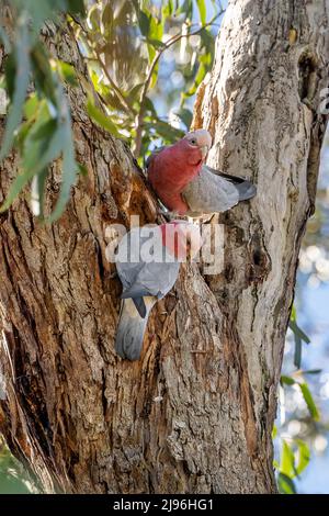 Una galah maschio e femmina (Eolophus roseicapilla) posca su un albero di eucalipto accanto ad una cavità di nidificazione Foto Stock