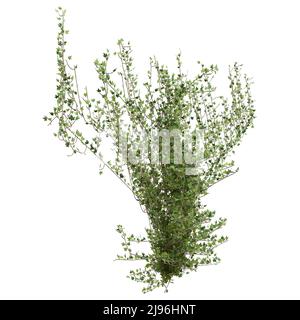 Illustrazione 3D arrampicata piante creepers isolato su sfondo bianco Foto Stock