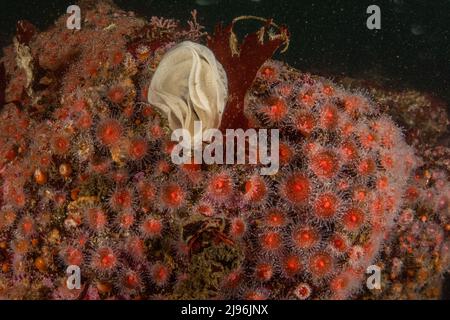 Anemoni di fragole (Corynactis californica) e una cassa di uova di nudibranco spiralina sul fondo dell'oceano nella baia di Monterey, California. Foto Stock