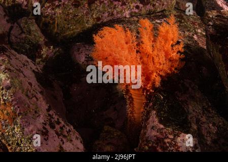 A filter feeding orange Sea Cucumber (Cucumaria miniata) on the Pacific ocean floor in Monterey Bay, California, North America. Foto Stock