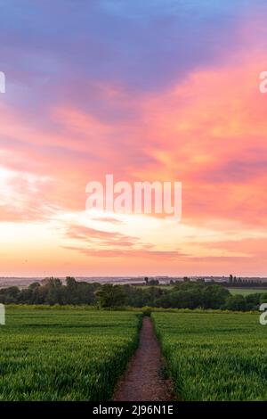 Sentiero che conduce attraverso un campo verde di orzo sotto il cielo dell'alba con nuvole rosse e malve in testa. Hillborough, vicino a Herne Bay, nella campagna del Kent. Foto Stock