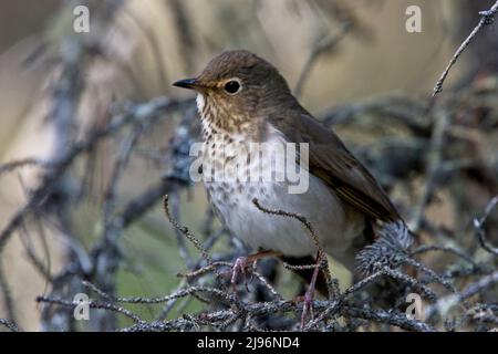 Il mughetto di Swainson (Catharus ustulatus), arroccato in un albero, Colombia britannica, Canada. Foto Stock