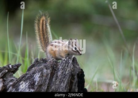 Chipmunk a coda rossa (Neotamias ruficaudus), vicino Banff, Alberta, Canada. Foto Stock