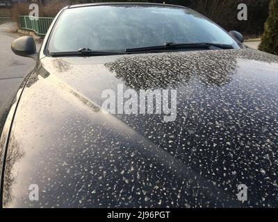 Il dettaglio dei resti della polvere del deserto sul cofano dell'auto dopo la pioggia fangosa. Non adatto per la vernice. Foto Stock