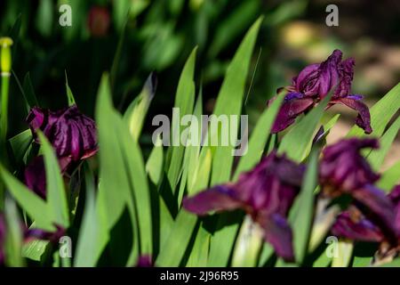 Sfondo sfondo viola fiori cockerel iris. Vista dall'alto. Foglie verdi Foto Stock