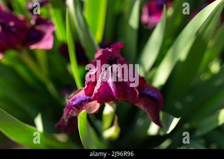 Sfondo sfondo viola fiori cockerel iris. Vista dall'alto. Foglie verdi Foto Stock