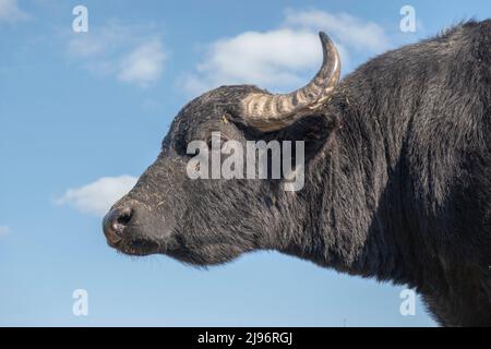 26 MARZO 2019, DANUBIO, IZMAIL RAION, ODE, Ucraina, Europa dell'Est: Primo piano ritratto di mandria di bufalo d'acqua (bubalis murrensis) su sfondo cielo blu. (Credit Image: © Andrey Nekrasov/ZUMA Press Wire) Foto Stock