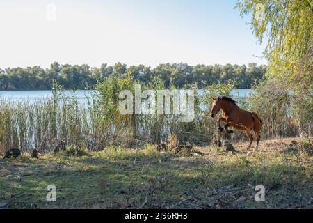 26 MARZO 2019, DANUBIO, IZMAIL RAION, ODE, Ucraina, Europa dell'Est: Un cavallo rosso salta su un moncone sullo sfondo del fiume. Isola di Ermakov, Riserva della biosfera del Danubio nel delta del Danubio, Ucraina (Credit Image: © Andrey Nekrasov/ZUMA Press Wire) Foto Stock