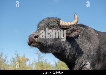 26 MARZO 2019, DANUBIO, IZMAIL RAION, ODE, Ucraina, Europa dell'Est: Primo piano ritratto di mandria di bufalo d'acqua (bubalis murrensis) su sfondo cielo blu. (Credit Image: © Andrey Nekrasov/ZUMA Press Wire) Foto Stock