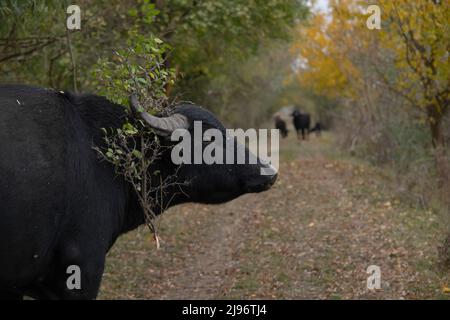 26 MARZO 2019, DANUBIO, IZMAIL RAION, ODE, Ucraina, Europa dell'Est: Bufalo d'acqua (bubalis murrensis) con un ramo sulle corna si erge su una strada sterrata (Credit Image: © Andrey Nekrasov/ZUMA Press Wire) Foto Stock