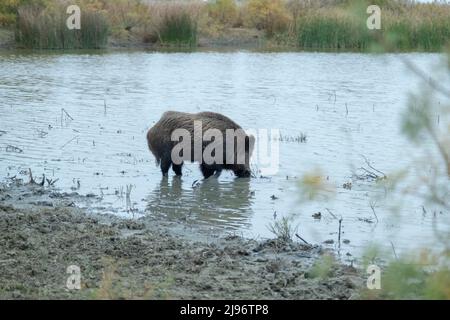 26 MARZO 2019, DANUBIO, IZMAIL RAION, ODE, Ucraina, Europa dell'Est: Cinghiale (Sus scrofa) mangia radici in un laghetto d'acqua dolce (immagine di credito: © Andrey Nekrasov/ZUMA Press Wire) Foto Stock