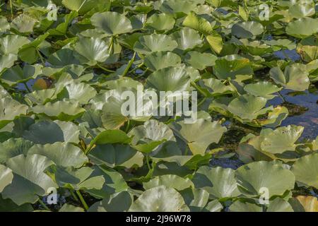 26 marzo 2019, IZMAIL RAION, ODESSA OBLAST, Ucraina, Europa dell'Est: Lago pianta acquatica di fioritura completamente coltivata giglio d'acqua bianca europeo (Nymphaea alba). Primo piano (Credit Image: © Andrey Nekrasov/ZUMA Press Wire) Foto Stock