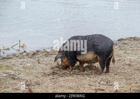 26 MARZO 2019, DANUBIO, IZMAIL RAION, ODE, Ucraina, Europa dell'Est: Il maiale ferale (ibrido cinghiale) scava il terreno nella zona costiera vicino al delta del Danubio (immagine di credito: © Andrey Nekrasov/ZUMA Press Wire) Foto Stock