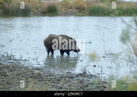 26 MARZO 2019, DANUBIO, IZMAIL RAION, ODE, Ucraina, Europa dell'Est: Cinghiale (Sus scrofa) mangia radici in un laghetto d'acqua dolce (immagine di credito: © Andrey Nekrasov/ZUMA Press Wire) Foto Stock