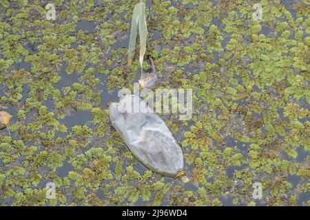 26 MARZO 2019, DANUBIO, IZMAIL RAION, ODE, Ucraina, Europa dell'Est: Bottiglie di plastica nuotano sulle acque galleggianti (Salvinia natans) nella zona costiera del delta del Danubio. Inquinamento plastico. (Credit Image: © Andrey Nekrasov/ZUMA Press Wire) Foto Stock