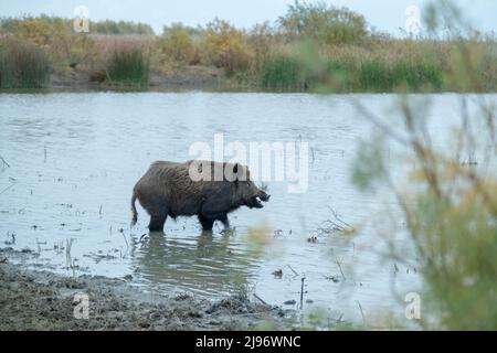 26 MARZO 2019, DANUBIO, IZMAIL RAION, ODE, Ucraina, Europa dell'Est: Cinghiale (Sus scrofa) mangia radici in un laghetto d'acqua dolce (immagine di credito: © Andrey Nekrasov/ZUMA Press Wire) Foto Stock