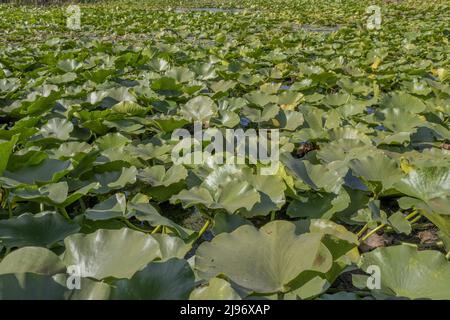 26 marzo 2019, IZMAIL RAION, ODESSA OBLAST, Ucraina, Europa dell'Est: Lago pianta acquatica di fioritura completamente coltivata giglio d'acqua bianca europeo (Nymphaea alba). Primo piano (Credit Image: © Andrey Nekrasov/ZUMA Press Wire) Foto Stock