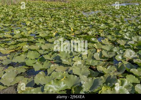 26 marzo 2019, IZMAIL RAION, ODESSA OBLAST, Ucraina, Europa dell'Est: Lago completamente coltivato pianta acquatica fiore giglio europeo di acqua bianca (Credit Image: © Andrey Nekrasov/ZUMA Press Wire) Foto Stock