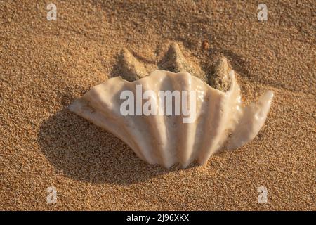26 ottobre 2020, Mar Rosso, Sharm el Sheikh, Egitto: Primo piano della conchiglia fossilizzata di tridacna su una spiaggia di sabbia corallina nella zona di surf. Mar Rosso, Egitto (Credit Image: © Andrey Nekrasov/ZUMA Press Wire) Foto Stock