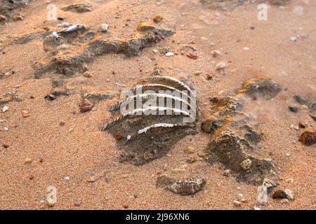 26 ottobre 2020, Mar Rosso, Sharm el Sheikh, Egitto: Primo piano della conchiglia fossilizzata di tridacna su una spiaggia di sabbia corallina nella zona di surf. Mar Rosso, Egitto (Credit Image: © Andrey Nekrasov/ZUMA Press Wire) Foto Stock