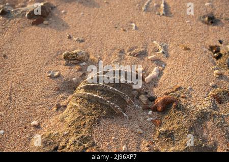 26 ottobre 2020, Mar Rosso, Sharm el Sheikh, Egitto: Primo piano della conchiglia fossilizzata di tridacna su una spiaggia di sabbia corallina nella zona di surf. Mar Rosso, Egitto (Credit Image: © Andrey Nekrasov/ZUMA Press Wire) Foto Stock