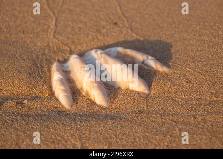 26 ottobre 2020, Mar Rosso, Sharm el Sheikh, Egitto: Primo piano della conchiglia fossilizzata di tridacna su una spiaggia di sabbia corallina nella zona di surf. Mar Rosso, Egitto (Credit Image: © Andrey Nekrasov/ZUMA Press Wire) Foto Stock