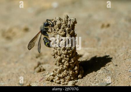 Berlino, Germania. 20th maggio 2022. Una vespa comune di camino (Odynerus spinipes) è visto in un'escursione di ape selvaggia organizzata dalla Fondazione Aurelia al Giardino Botanico di Berlino. Per il World Bee Day, un tour alla scoperta delle api selvatiche è offerto a tutti i berlinesi. Si dà un'idea dell'affascinante e spesso minacciato mondo di bumblebees, api di sabbia e Co. Credit: Jens Kalaene/dpa/ZB/dpa/Alamy Live News Foto Stock