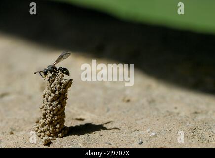 Berlino, Germania. 20th maggio 2022. Una vespa comune di camino (Odynerus spinipes) è visto in un'escursione di ape selvaggia organizzata dalla Fondazione Aurelia al Giardino Botanico di Berlino. Per il World Bee Day, un tour alla scoperta delle api selvatiche è offerto a tutti i berlinesi. Si dà un'idea dell'affascinante e spesso minacciato mondo di bumblebees, api di sabbia e Co. Credit: Jens Kalaene/dpa/ZB/dpa/Alamy Live News Foto Stock