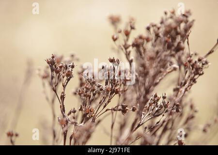 Piante essiccate in autunno. Tonalità beige e dorate. Ramo di erba secca su sfondo sfocato. Sfondo naturale astratto Foto Stock