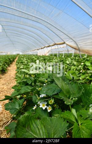 Fioritura di piante di frutta di fragola con i fiori del wil sotto la serra della cupola del tunnel Foto Stock