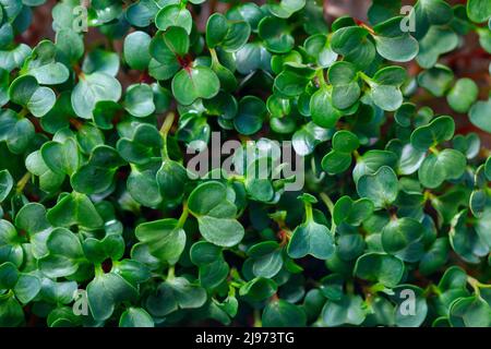 germogli verdi di crescione close-up. microgreens. alimenti vegetali Foto Stock