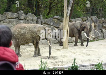 Elefant im Zoo Schönbrunn a Vienna, Österreich, Europa - Elephant a Schönbrunn Zoo a Vienna, Austria, Europa Foto Stock