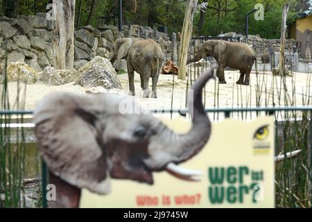 Elefant im Zoo Schönbrunn a Vienna, Österreich, Europa - Elephant a Schönbrunn Zoo a Vienna, Austria, Europa Foto Stock