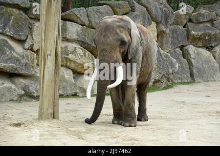 Elefant im Zoo Schönbrunn a Vienna, Österreich, Europa - Elephant a Schönbrunn Zoo a Vienna, Austria, Europa Foto Stock