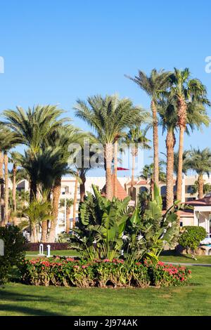 Grandi palme sul vicolo dell'hotel in una calda giornata di sole. Riposatevi sul mare. Egitto. Foto Stock