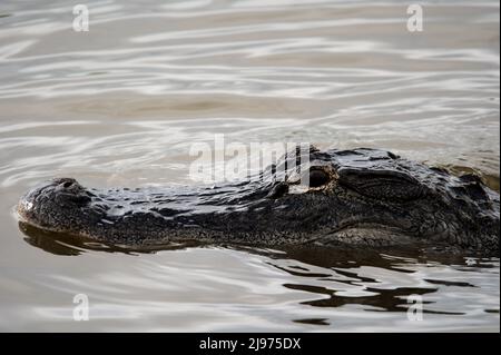 Alligatore americano in lago Foto Stock