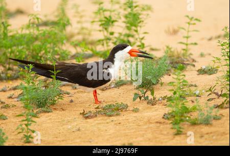 Black Skimmer (Rynchops niger) sulla riva sabbiosa del fiume Foto Stock